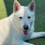 Roxy is a Shepherd, German.