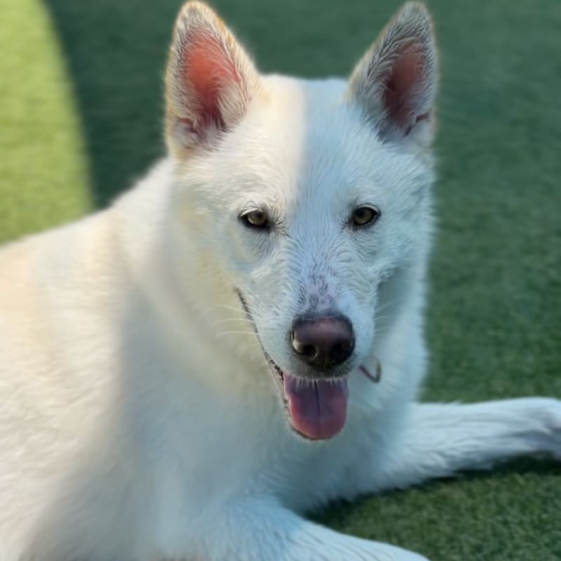 Roxy is a Shepherd, German.