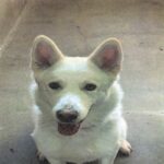 Roxy is a Shepherd, German.