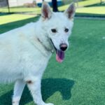 Roxy is a Shepherd, German.