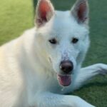 Roxy is a Shepherd, German.