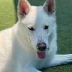 Roxy is a Shepherd, German.