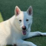 Roxy is a Shepherd, German.