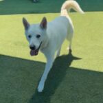Roxy is a Shepherd, German.