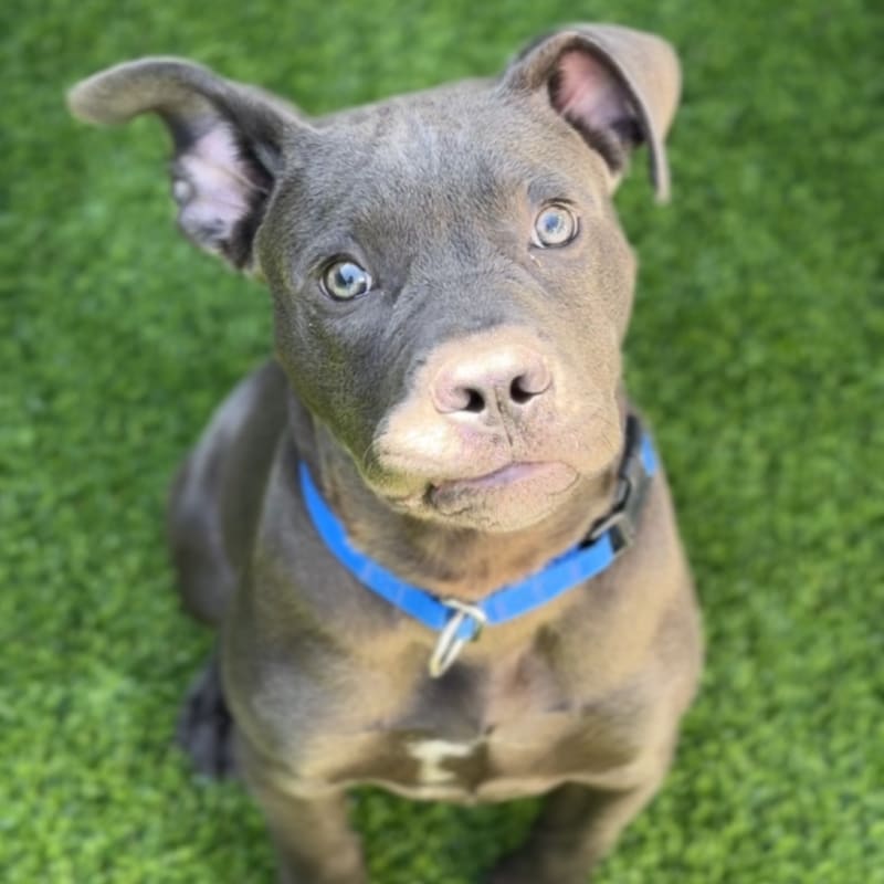 Tinker is a Terrier, Pit Bull.