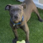 Tinker is a Terrier, Pit Bull.