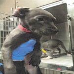 Tinker is a Terrier, Pit Bull.