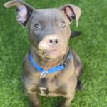 Tinker is a Terrier, Pit Bull.