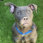 Tinker is a Terrier, Pit Bull.
