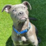 Tinker is a Terrier, Pit Bull.