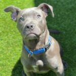 Tinker is a Terrier, Pit Bull.