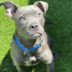 Tinker is a Terrier, Pit Bull.
