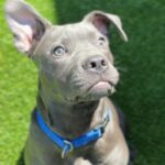 Tinker is a Terrier, Pit Bull.