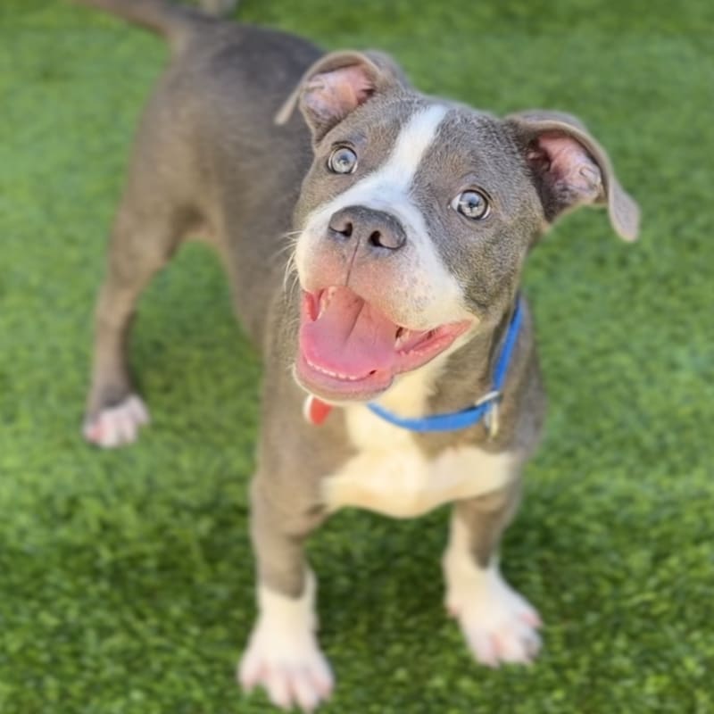 Bell is a Terrier, Pit Bull.