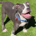 Bell is a Terrier, Pit Bull.