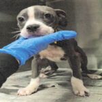 Bell is a Terrier, Pit Bull.