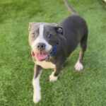 Bell is a Terrier, Pit Bull.