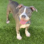 Bell is a Terrier, Pit Bull.