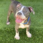 Bell is a Terrier, Pit Bull.