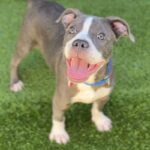 Bell is a Terrier, Pit Bull.