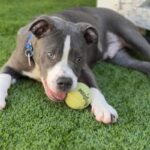 Bell is a Terrier, Pit Bull.