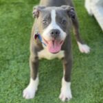 Bell is a Terrier, Pit Bull.