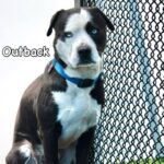 Outback is a Terrier, Pit Bull.