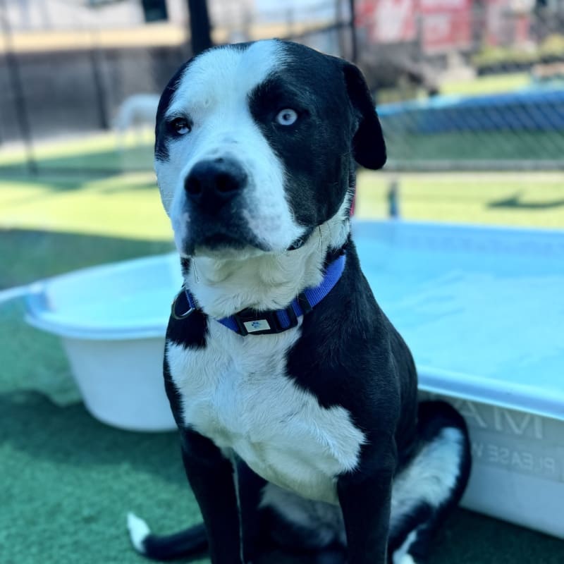 Outback is a Terrier, Pit Bull.