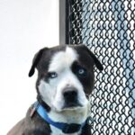 Outback is a Terrier, Pit Bull.