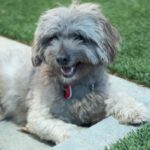 Luffy is a Maltese/Poodle.