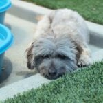 Luffy is a Maltese/Poodle.