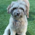 Luffy is a Maltese/Poodle.