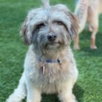 Luffy is a Maltese/Poodle.