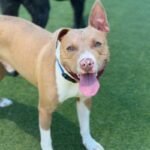 Cruz is a Terrier, Pit Bull.