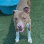 Cruz is a Terrier, Pit Bull.