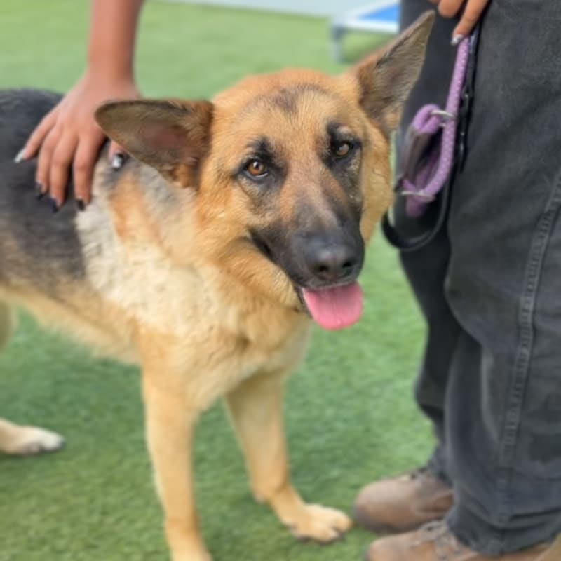 Venus/foxy is a Shepherd, German.