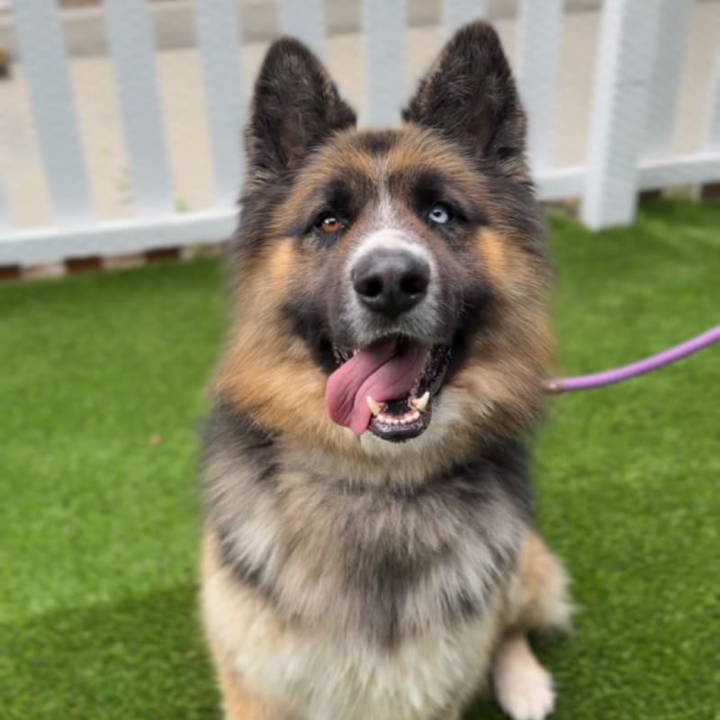 Koga is a Shepherd, German/Husky, Siberian.
