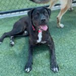 Jennika is a Retriever, Labrador/Mixed Breed (Medium).
