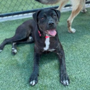Jennika is a Retriever, Labrador/Mixed Breed (Medium).