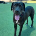 Jennika is a Retriever, Labrador/Mixed Breed (Medium).