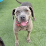 Willa is a Terrier, Pit Bull.