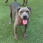 Willa is a Terrier, Pit Bull.