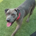 Willa is a Terrier, Pit Bull.
