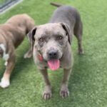 Willa is a Terrier, Pit Bull.