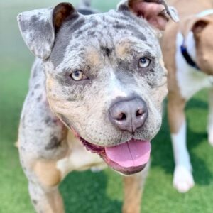 Flower is a Terrier, Pit Bull.