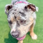 Flower is a Terrier, Pit Bull.