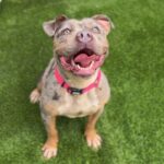 Flower is a Terrier, Pit Bull.