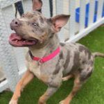 Flower is a Terrier, Pit Bull.