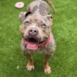 Flower is a Terrier, Pit Bull.