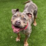 Flower is a Terrier, Pit Bull.